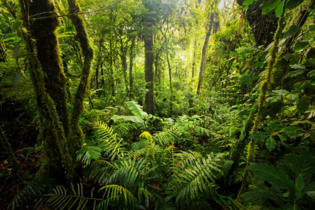 Forest in Costa Rica