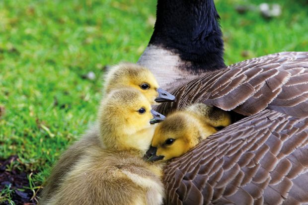 Goslings under wing