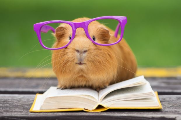 Guinea pig in glasses reading a book