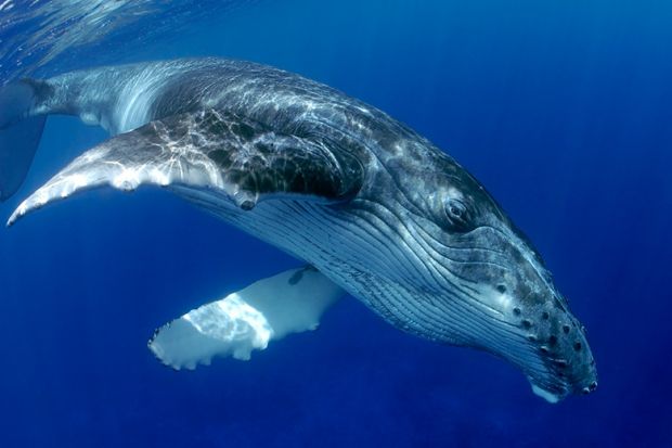 Humpback whale