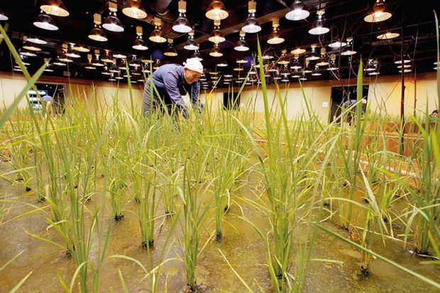 indoor-crops