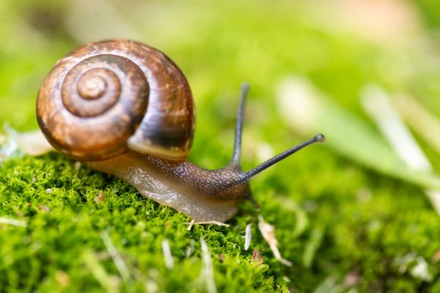 Snail illustrating slow progress with UK university education consultation and reform