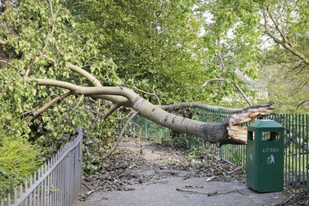 Tree blocking a path representing the block that the Covid lockdowns has placed in the way of women submitting preprints, gender inequality