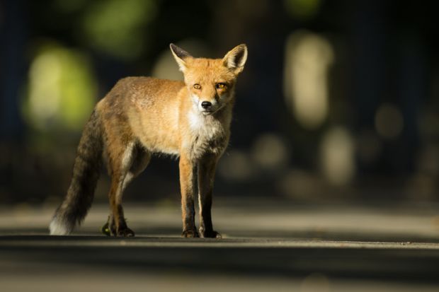 Urban fox