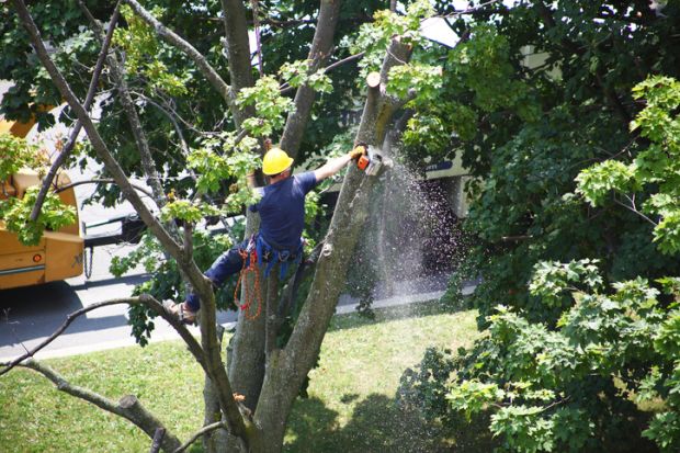 Worker attached by a lanyard to the tree and wearing a protective hard hat cutting a damaged maple tree branch