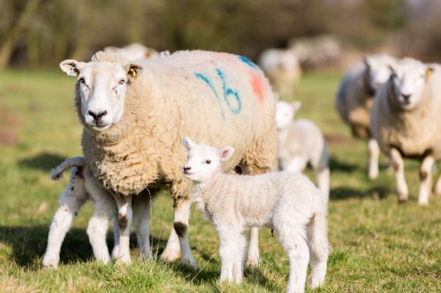 Sheep family