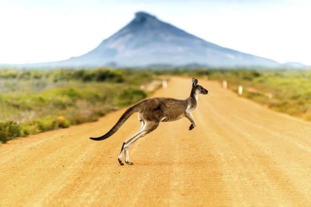 Australia bush kangaroo scrub outback desert