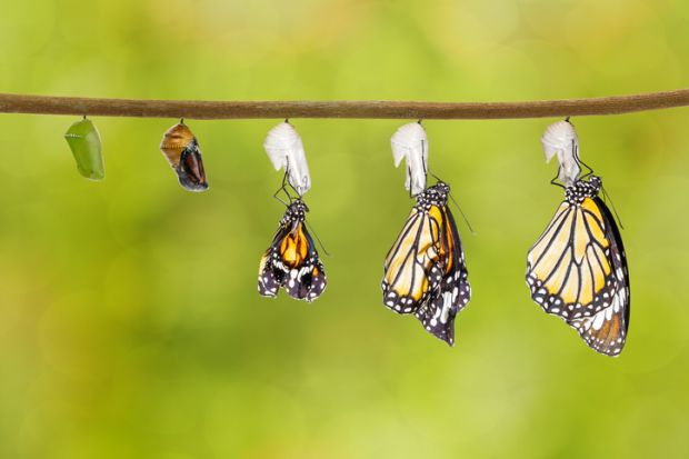 Butterflies emerge from their chrysalises