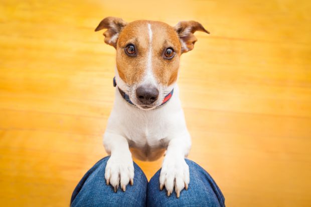 A dog begging on someone's lap