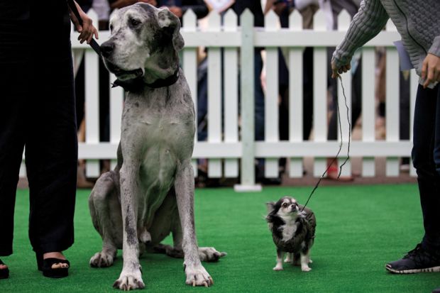 Large and small dogs on display, Dog Day, Chelsea Harbour Design Centre, London