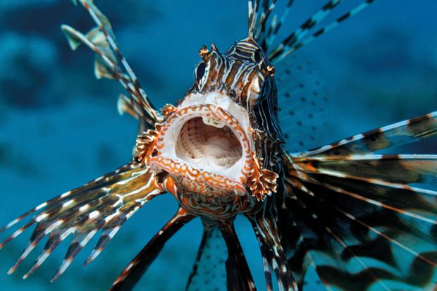 Lionfish