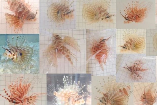 lionfish alleged research fraud JCU Lonnstedt