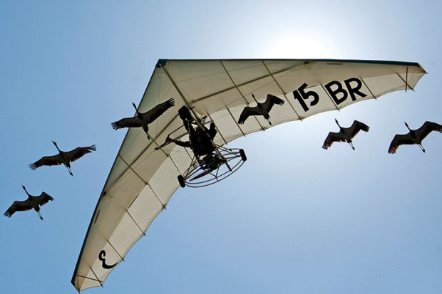 Microlight pilot flies with flock of cranes