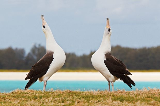 Pair of albatrosses