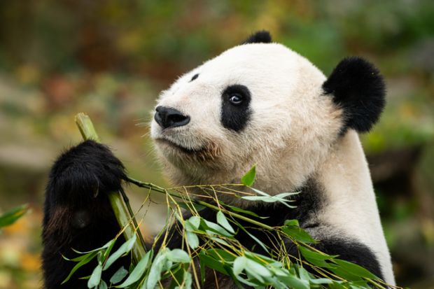 Panda eating bamboo, symbol of China