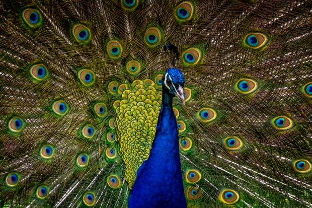 peacock