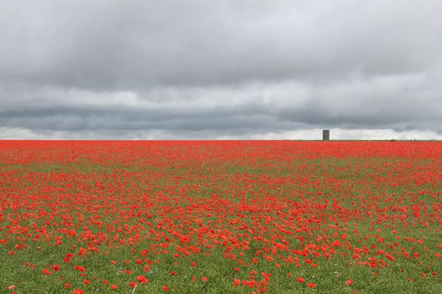 poppy-field