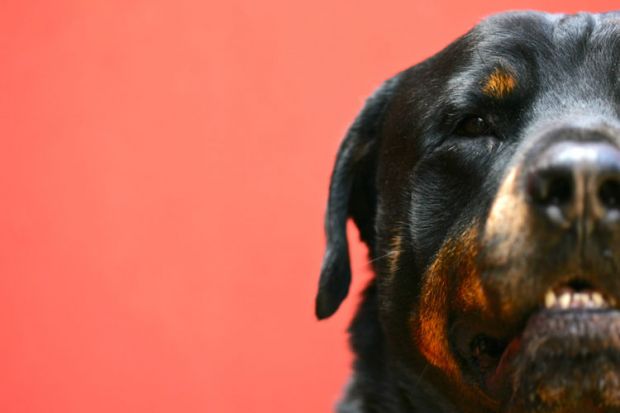 Rottweiler guard dog