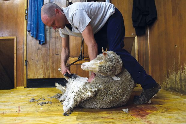 Shearing a sheep