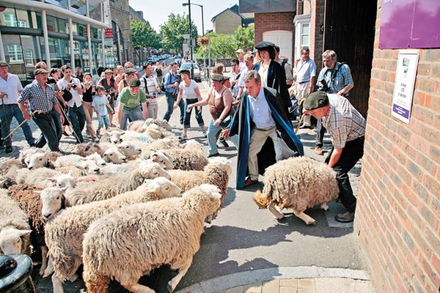 Sheep in a school