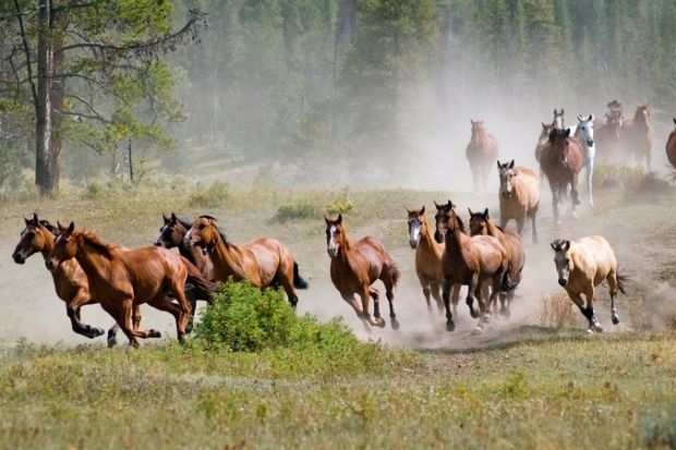 A stampede of horses illustrating article about shift to regional Australian universities