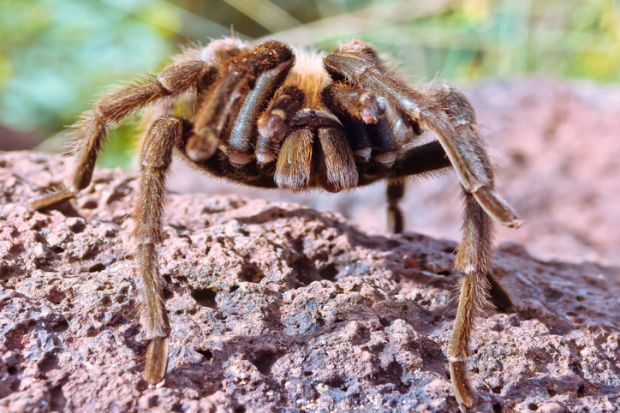 tarantula, spider