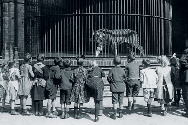 Tiger in cage at Berlin Zoo