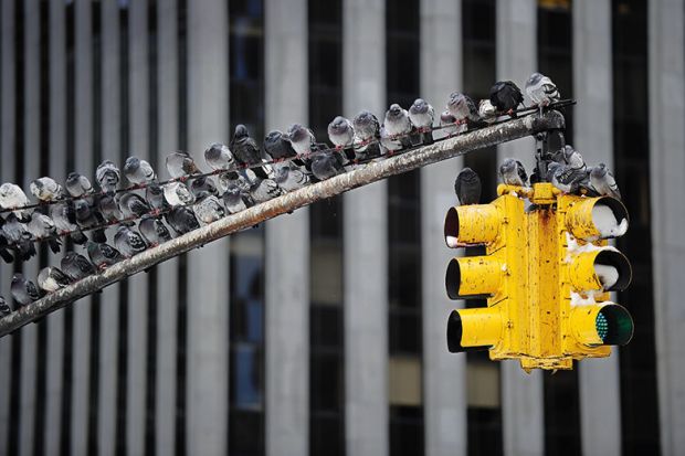 pigeons on traffic light