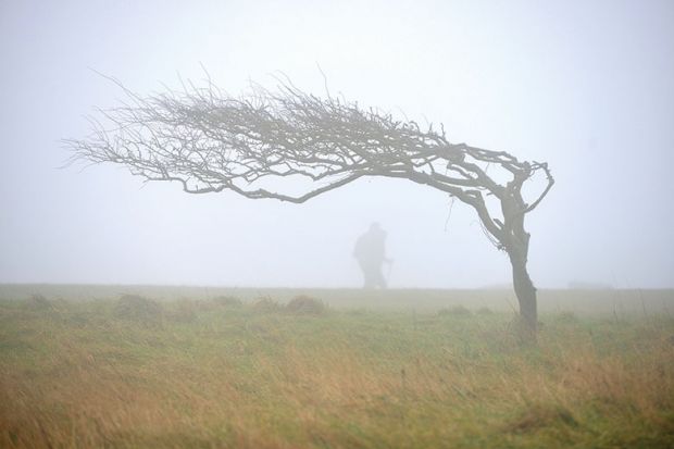 tree-in-fog