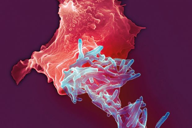 Tuberculosis bacilli