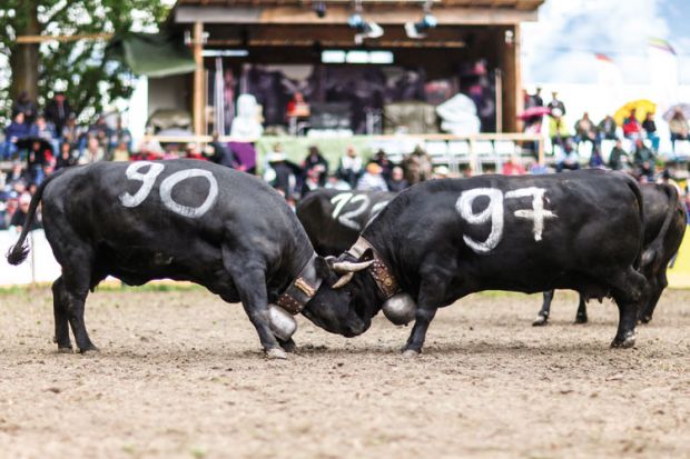 Two bulls with locked horns