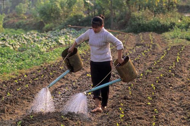 Vietnamese farmer