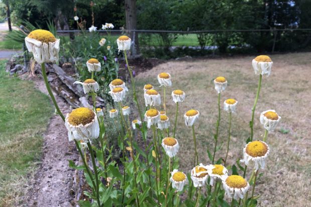 Wilting daisies