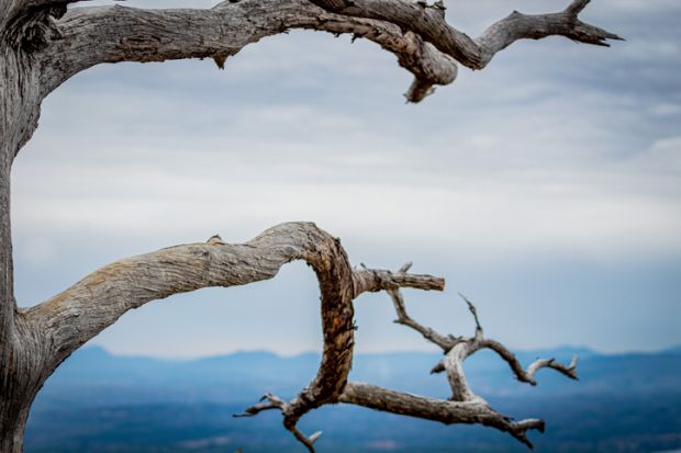 A withered tree branch symbolising a branch campus