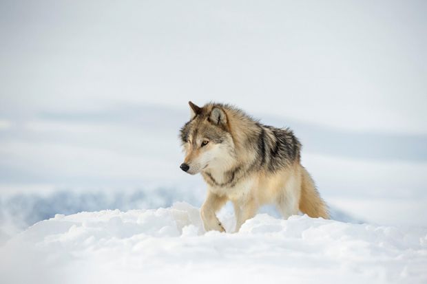 Wolf in the snow