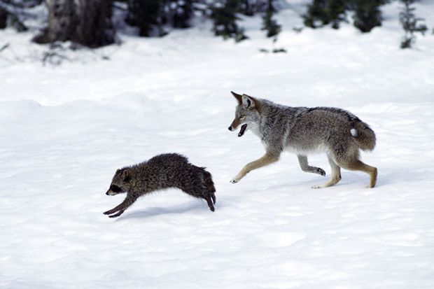 A wolf in the snow