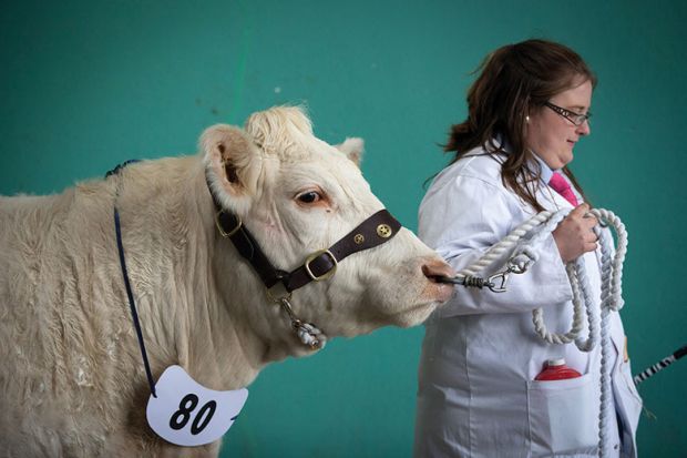 woman with cow